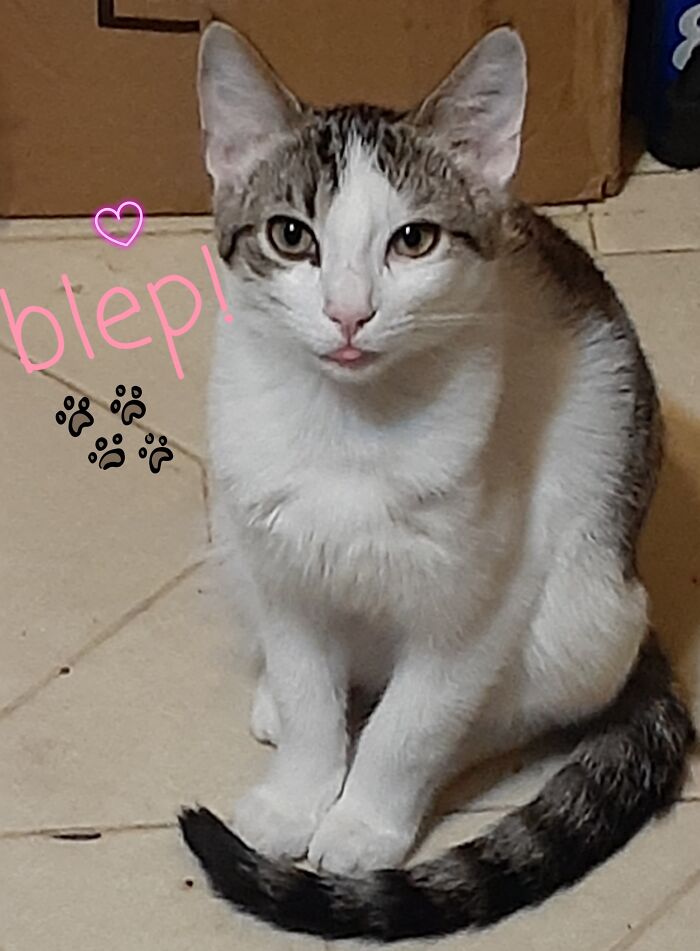 Miss Hilda Staring Quite Vacantly While Blepping