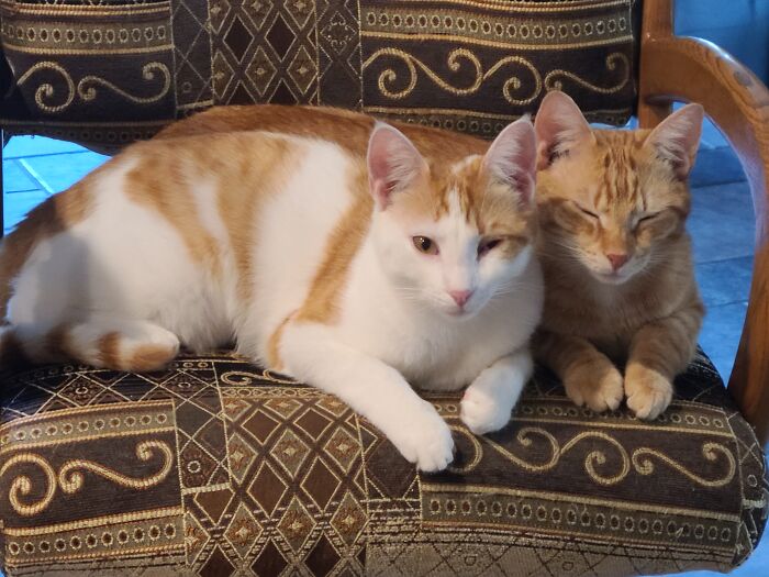 The Cheese Brothers, Jack And Muenster