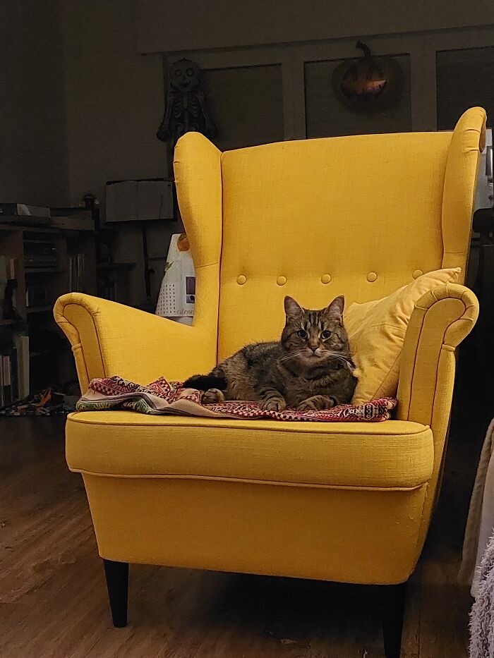 A Yellow IKEA Sofa. I Didn't Need It, But My Cat Really Does