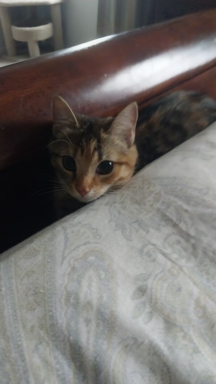 My Cat In Between The Bed Railing And The Bed