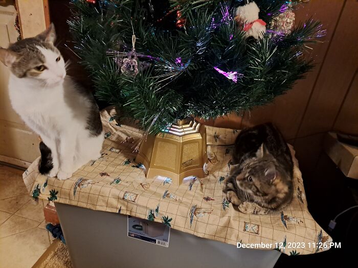 Miss Hilda (Left, Slightly Blurry) And Miss Starla (Right, Loafing) Under My Little Yule Tree. I Tried To Get All 3 But They Wouldn't Cooperate