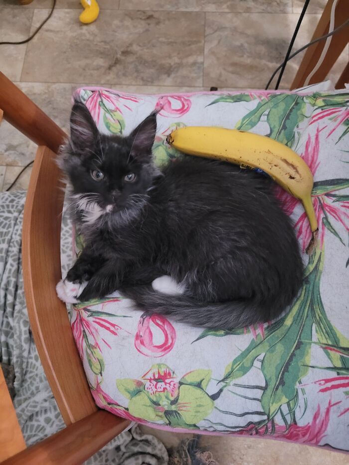 Our New Kitten, With Banana For Scale