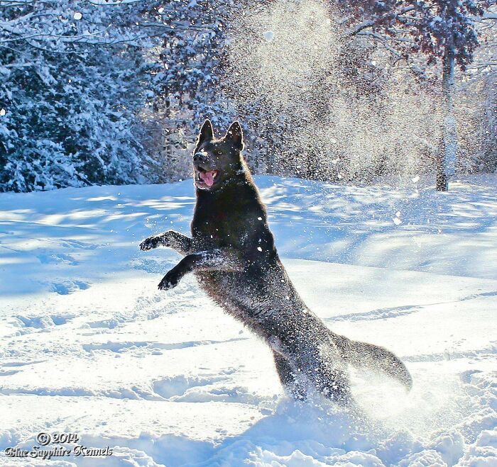 "Smokey" Playing In The Snow (2014)