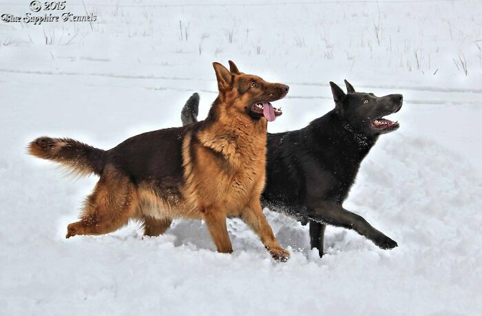 "Storm" (Liverred) And "Smokey" (Solid Blue) Rare Colored German Shepherds I Used To Own
