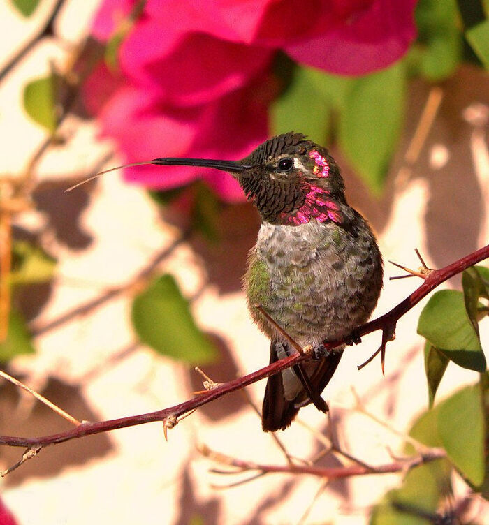 Juvenile Male Hummingbird Who Regularly Visited Our Yard Last Summer