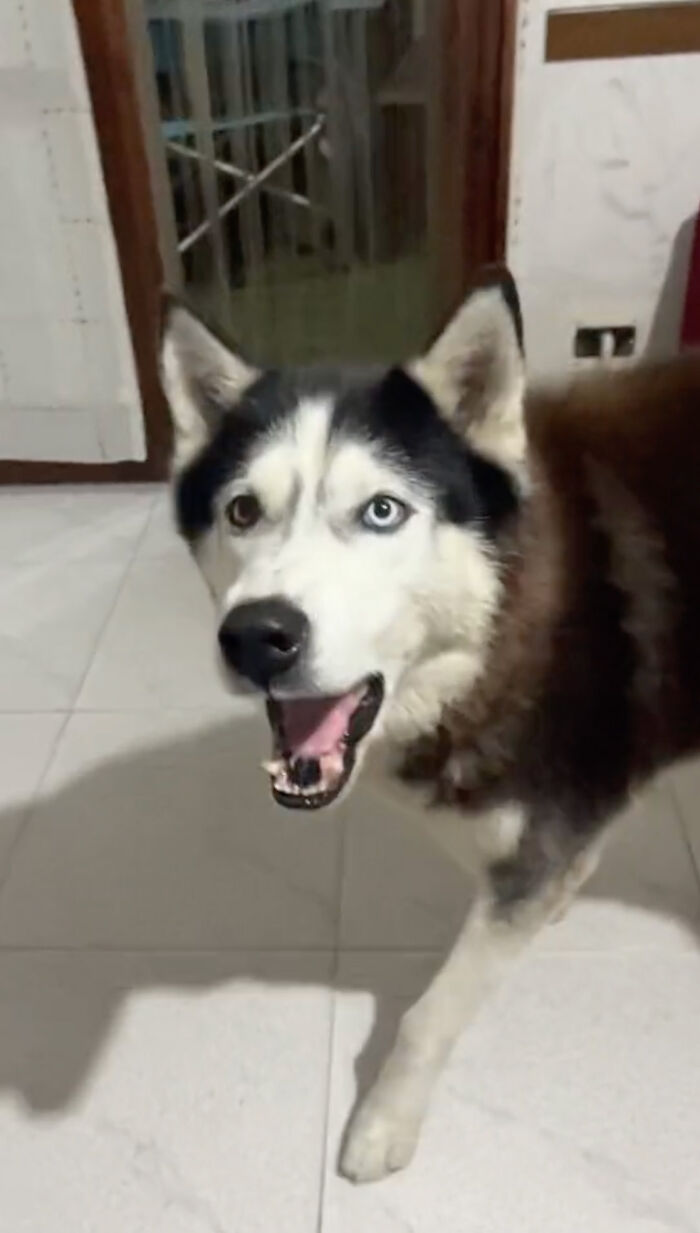 Dog Barks In Italian Accent To Sound Just Like His Owner