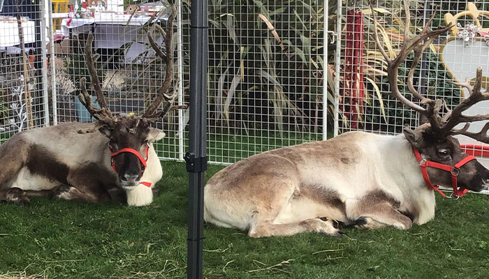 Reindeer Found On Suffolk’s A-Road After Running Away From ‘Santa’s Grotto’ Attraction