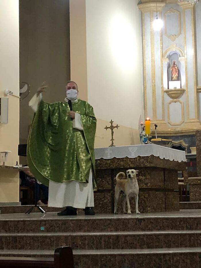 This Loving Priest Continues To Collect Stray Dogs At His Church, Encouraging People To Adopt Them