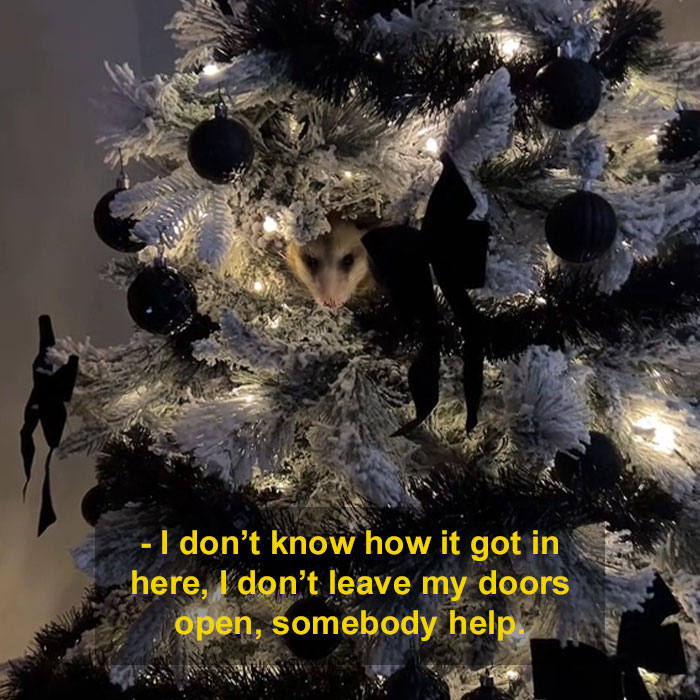 Jolly Wild Possum Discovered In Texas Woman’s Christmas Tree After It Sneezes Jolly Wild Possum Discovered In Texas Woman’s Christmas Tree After It Sneezes