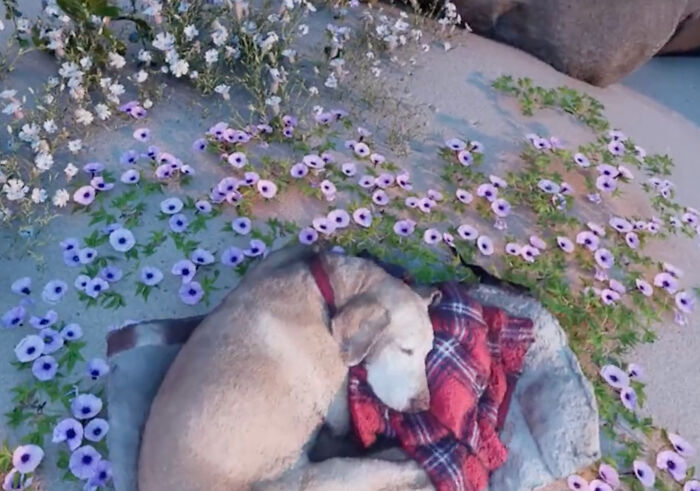 To Cope With His Grief, Man Creates A World Where He Can Keep Visiting His Pooch Who Passed Away To Cope With His Grief, Man Creates A World Where He Can Keep Visiting His Pooch Who Passed Away