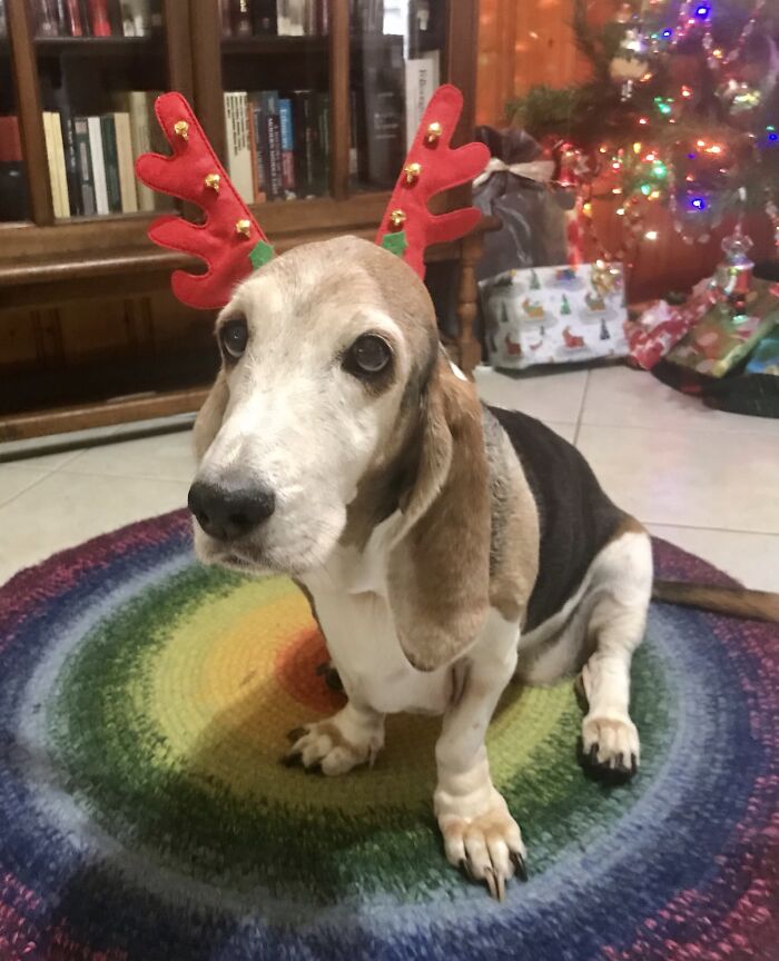 This Will Be Our First Christmas Without Phoebe. She Knew How To "Keep Christmas Well.""