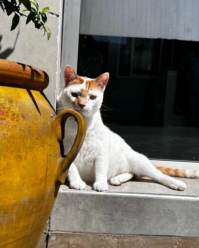 After Vet Rescued Rico As A Kitten, He’s Been Paying It Back By Taking Care Of Patients