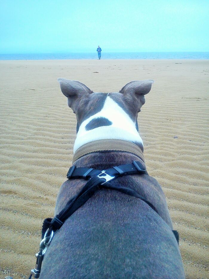 The Smokey Project: A Story Of How Rescuing A Dog Inspired Me To Help Rescue Centers The Smokey Project: A Story Of How Rescuing A Dog Inspired Me To Help Rescue Centers