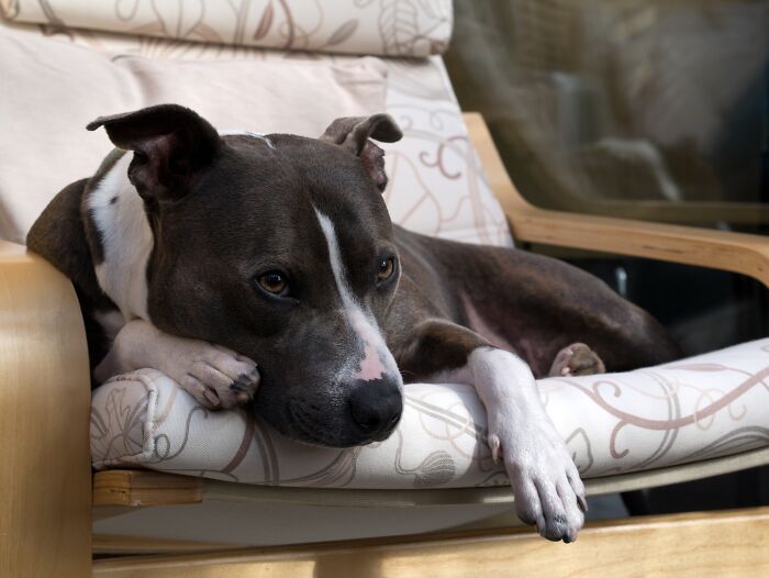 The Smokey Project: A Story Of How Rescuing A Dog Inspired Me To Help Rescue Centers The Smokey Project: A Story Of How Rescuing A Dog Inspired Me To Help Rescue Centers