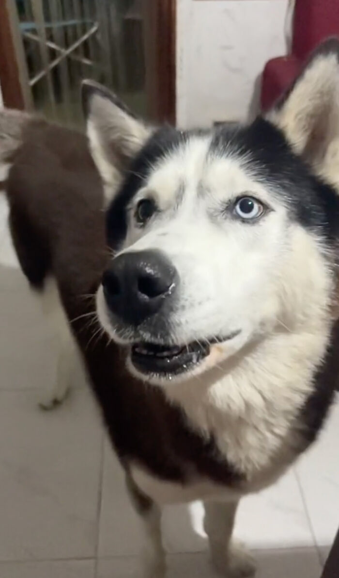 Dog Barks In Italian Accent To Sound Just Like His Owner