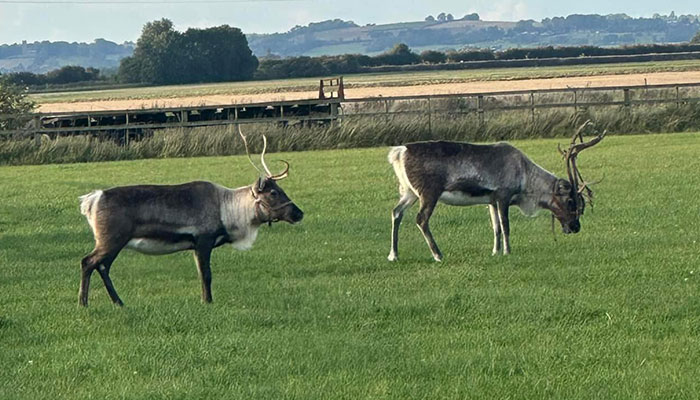 Reindeer Found On Suffolk’s A-Road After Running Away From ‘Santa’s Grotto’ Attraction