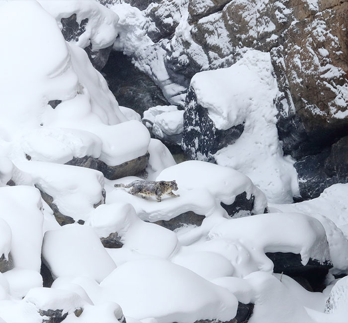 “I’m Losing My Mind”: People Go Crazy Trying To Spot The Snow Leopard Hidden In This Photo