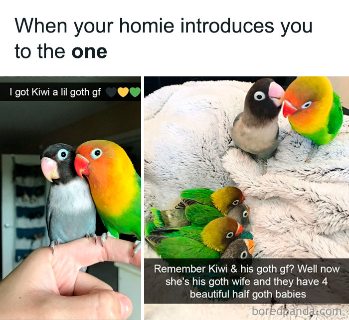 Animals-Doing-Things-Memes-Pics