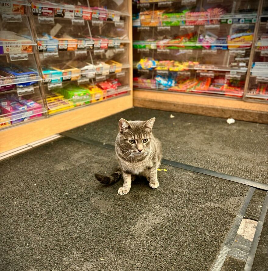 Caring For Our Furry Friends: Raising The Bar For Bodega Cat Care