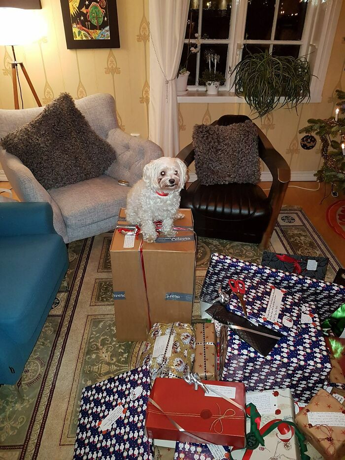 Not Our Dog , But Our Gifts!