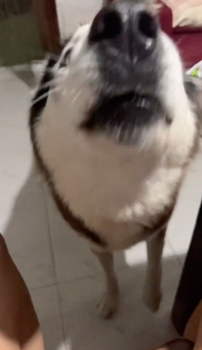 Dog Barks In Italian Accent To Sound Just Like His Owner