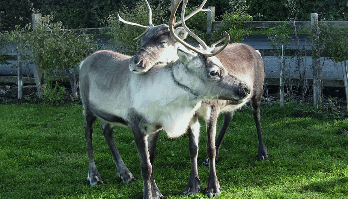 Reindeer Found On Suffolk’s A-Road After Running Away From ‘Santa’s Grotto’ Attraction