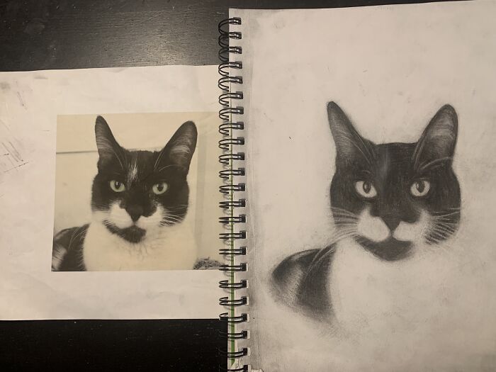 Photo vs. Charcoal Drawing Of My Cat