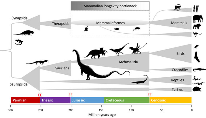 Evolutionary diagram showing the mammalian longevity bottleneck linked to dinosaur dominance over millions of years. Evolutionary diagram showing the mammalian longevity bottleneck linked to dinosaur dominance over millions of years.
