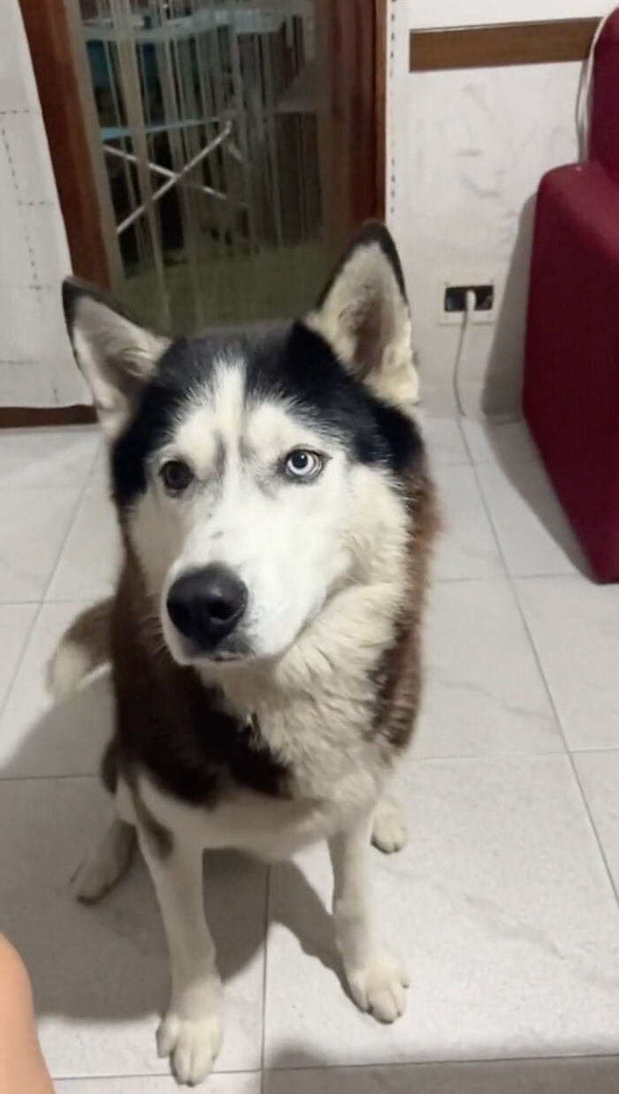 Dog Barks In Italian Accent To Sound Just Like His Owner