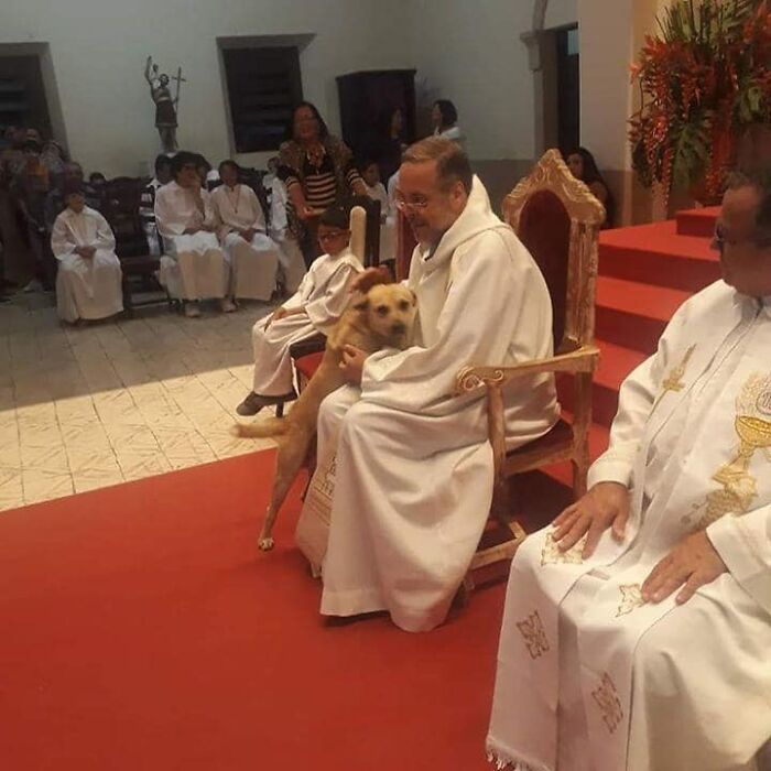 This Loving Priest Continues To Collect Stray Dogs At His Church, Encouraging People To Adopt Them