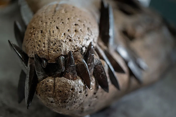 Men Discover Perfectly Preserved Skull Of Prehistoric Predator That Lived 150 Million Years Ago