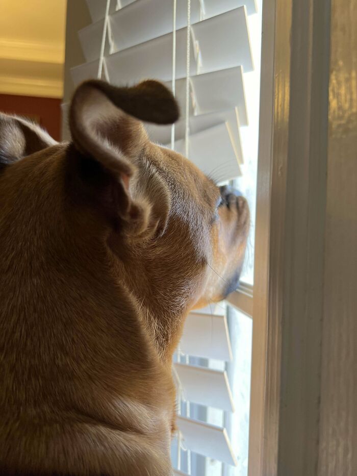 My Foster Dog Scrunches Her Nose Against The Window To Get A Better Look