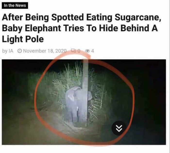 Hidden Elephant