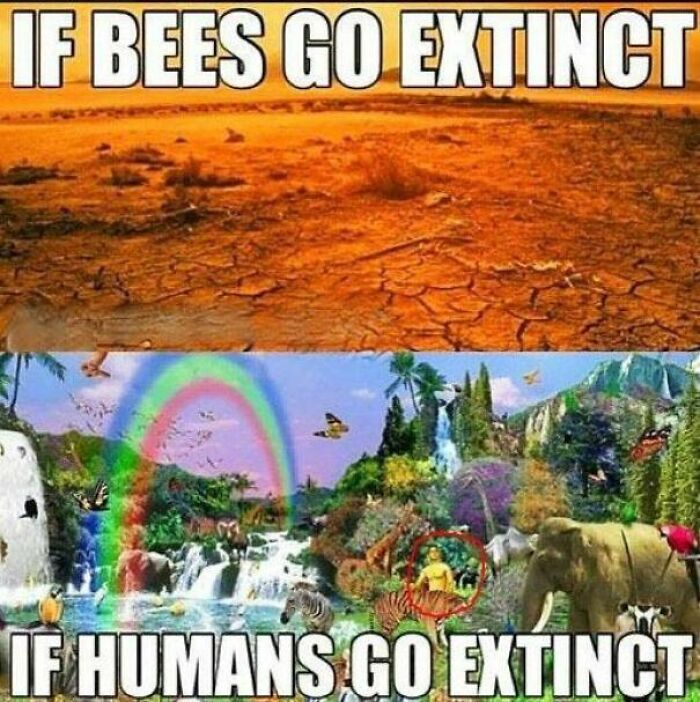Bees Good Humans Bad