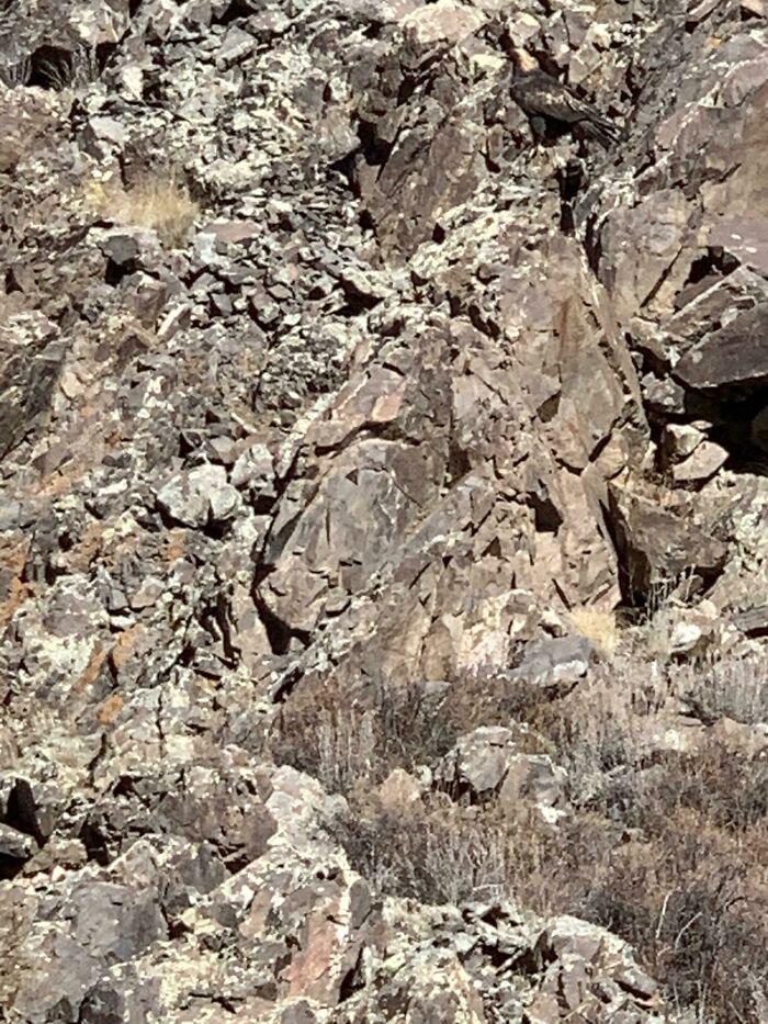 Attempted To Take A Photo Of Golden Eagle, But Couldn’t See It In The Camera. Spotted It Later. Can You See It?