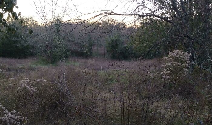 Can You Spot The Deer. There's An 8 Point In There Somewhere On My Property. [oc]