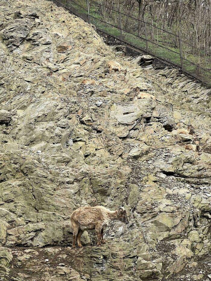 How Many Himalayan Tahr’s?