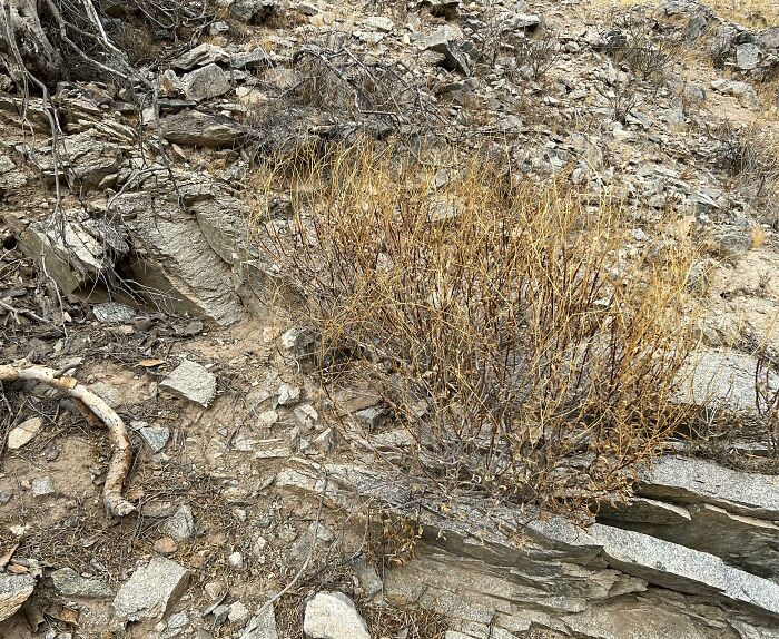 Find The Rattlesnake