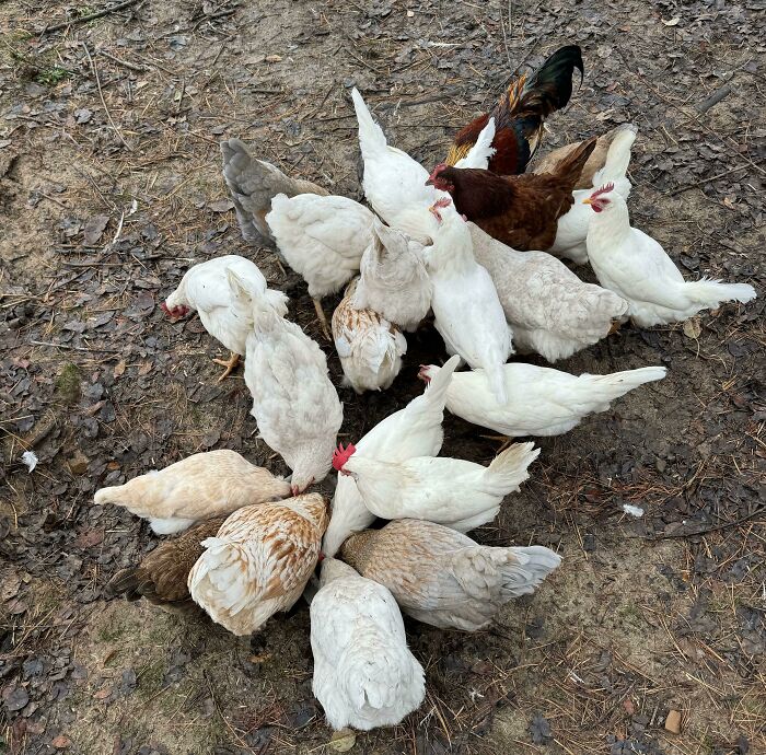 There Are 24 Chickens In This Picture