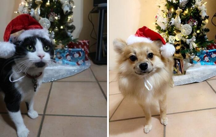 Cap Off The Season With A Dog & Cat Santa Hat - Hats-Off To The 'Claws-Tastic' Christmas Spirit!