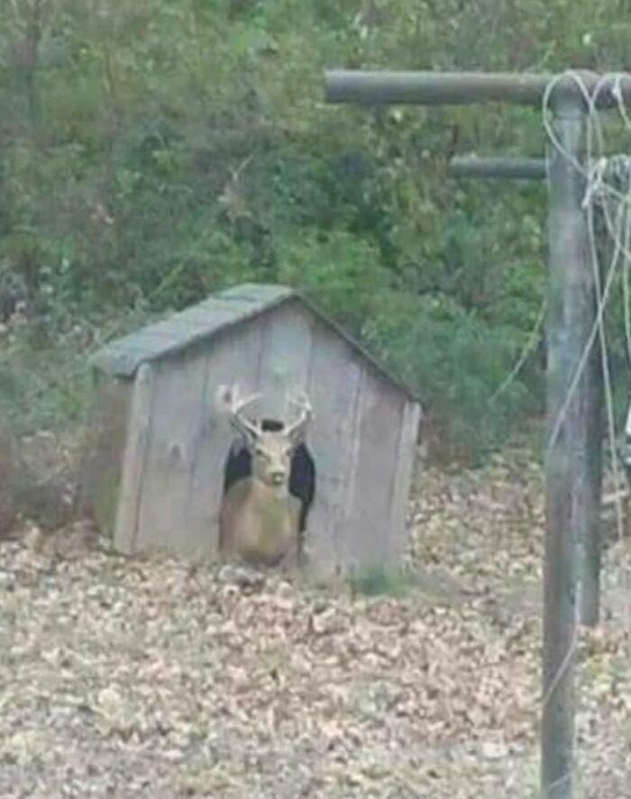 What Kind Of Dog Is This? It Really Likes The Doghouse