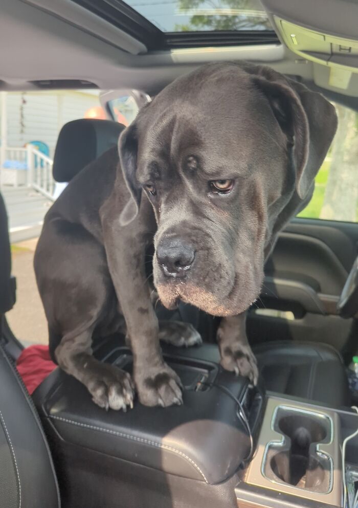 My Parent's 110lb Cane Corso Likes To Sit On The Center Console Like A Cat
