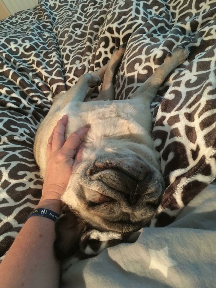 Smug Pug On A Rug