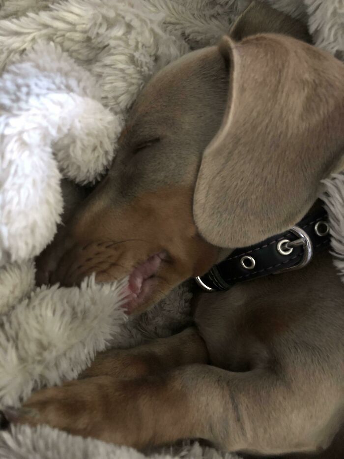 My Dog Likes To Sleep Sucking A Blanket