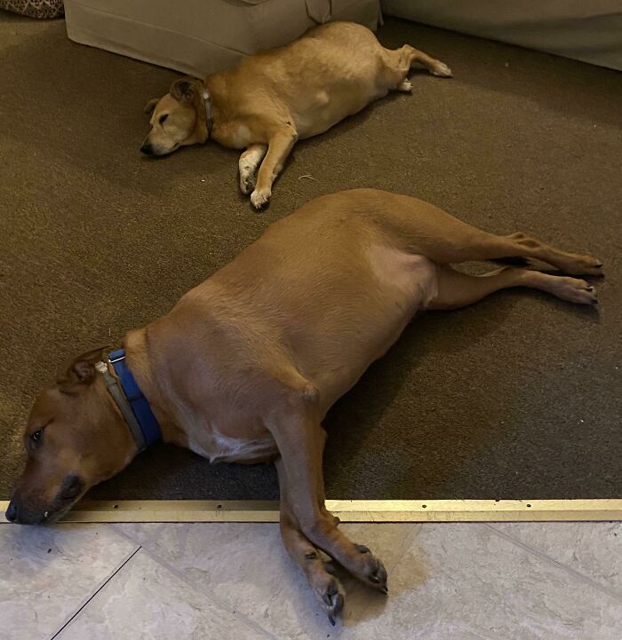Pawfessionals In The Sport Of Synchronized Napping