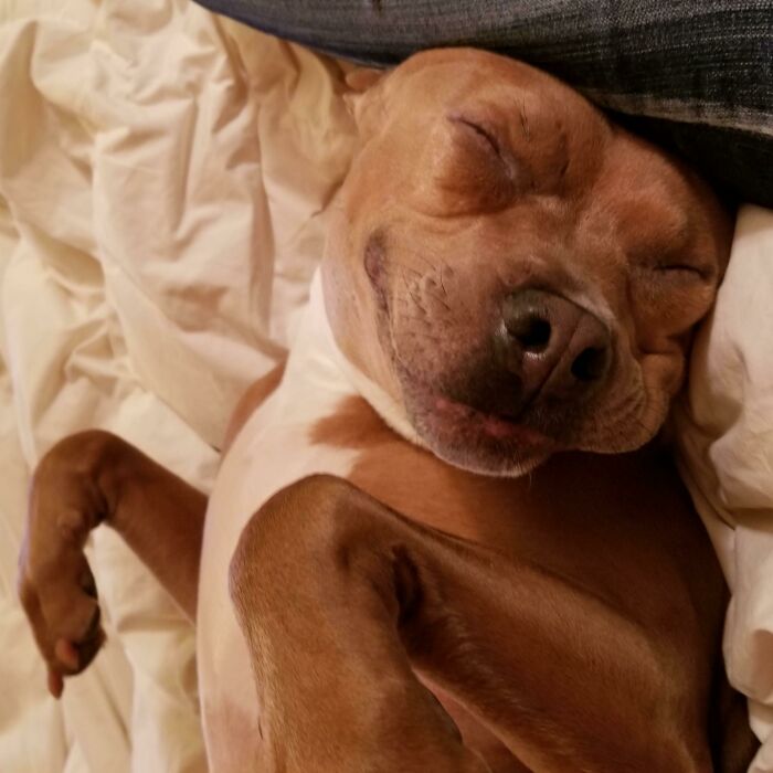 Now, That's A Sleep-Smile (& A 1/2) If I Ever Saw One!