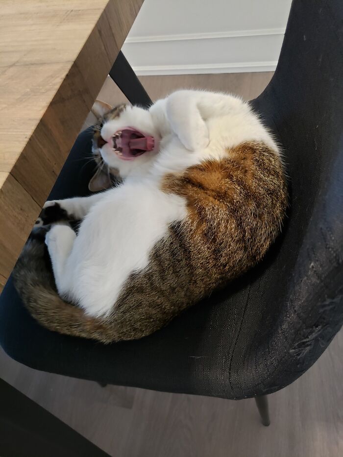 Big Yawn!