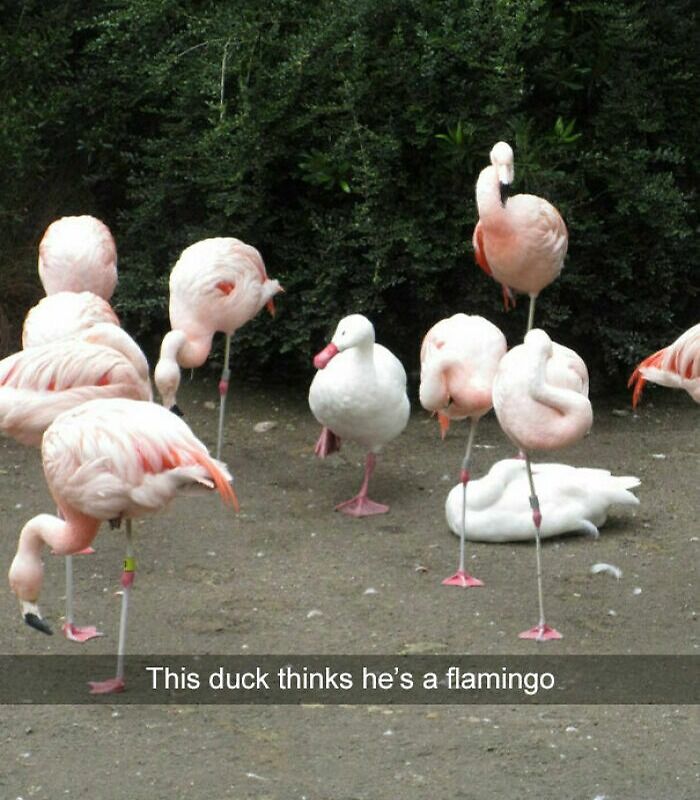 To Be Flamingo