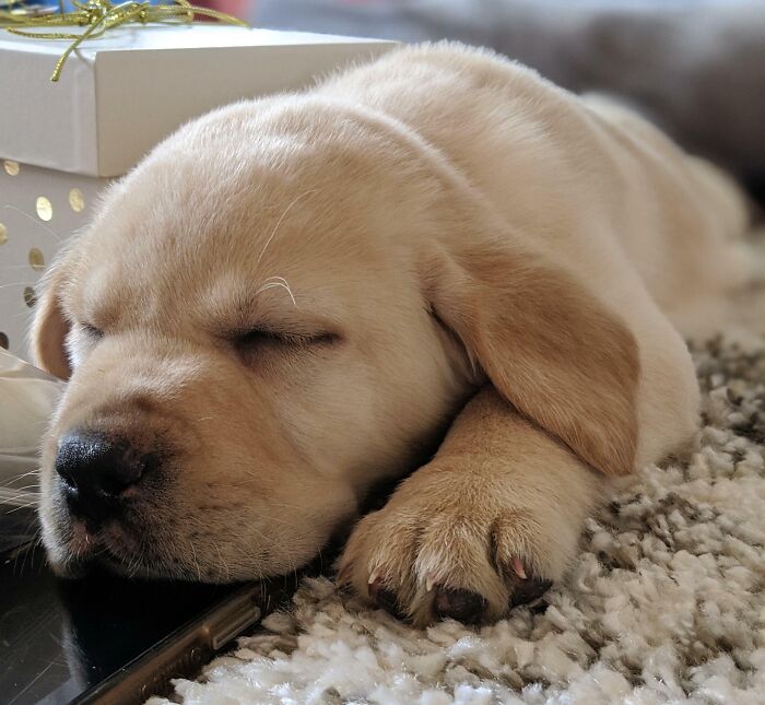 Cousin's New Puppy After An Eventful Christmas Afternoon