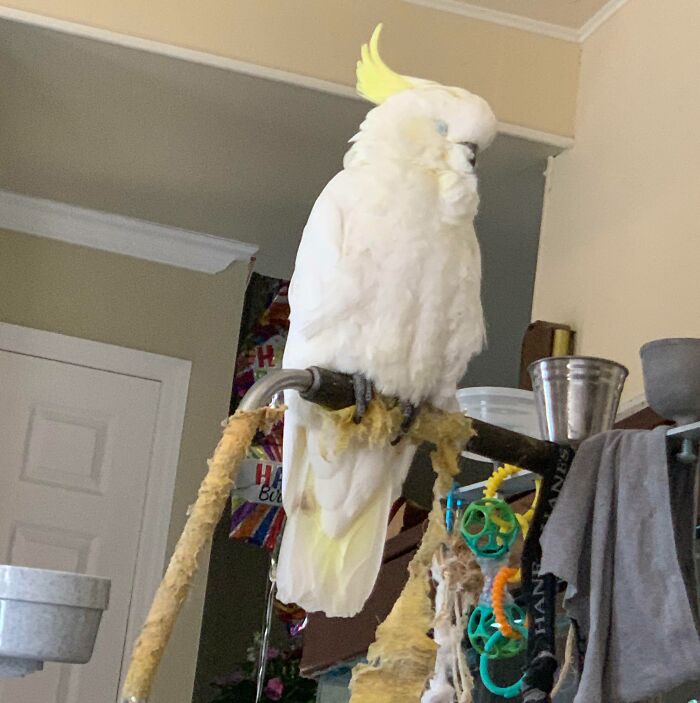 My Rescued Cockatoo Mojo Finally Feels Safe Enough To Fall Asleep On Her Perch